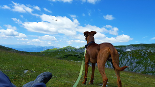 Illustration for article titled Opt for the Tether That May Last Your Puppy an Eternity